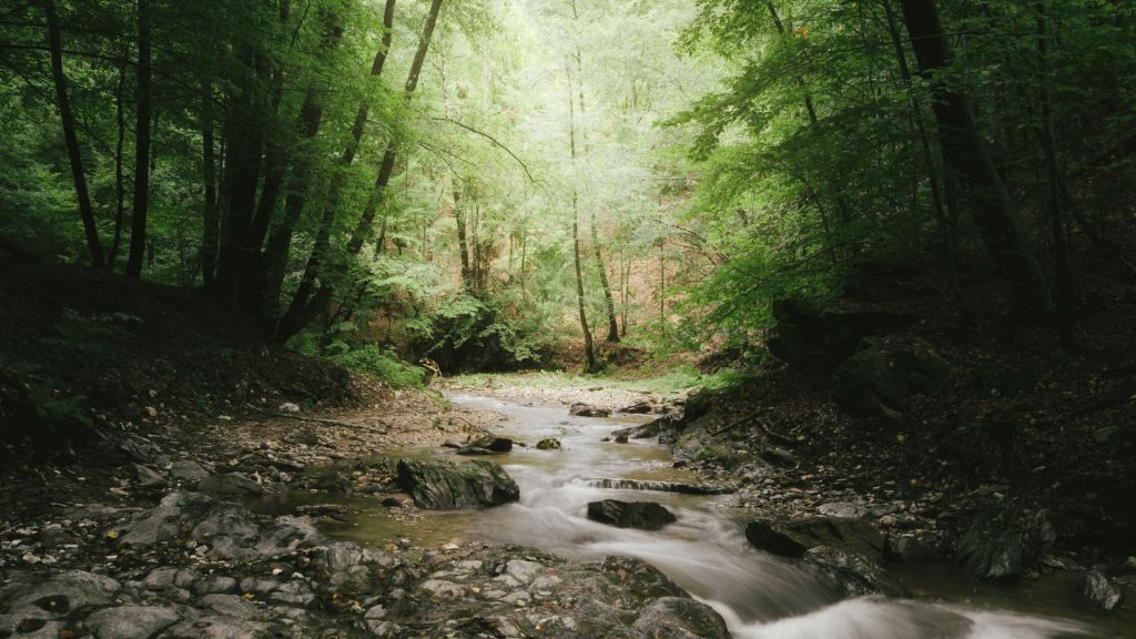 A woodlands with a river.