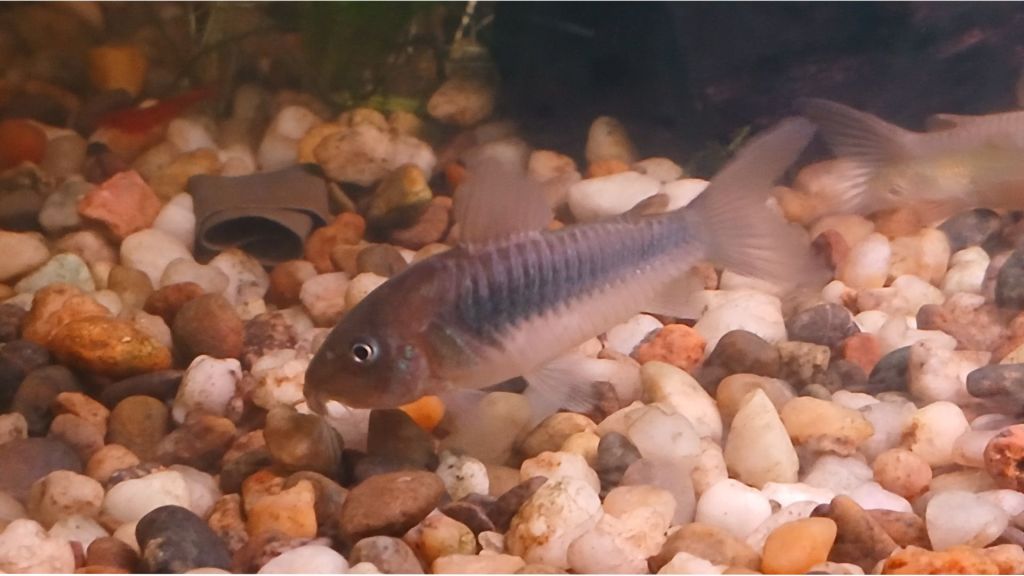 A bronze corydora swims over gravel. CCL applies. 