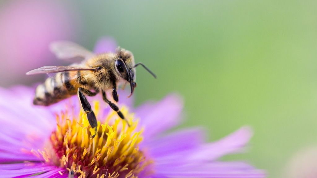 A honeybee on a pink flower. 
