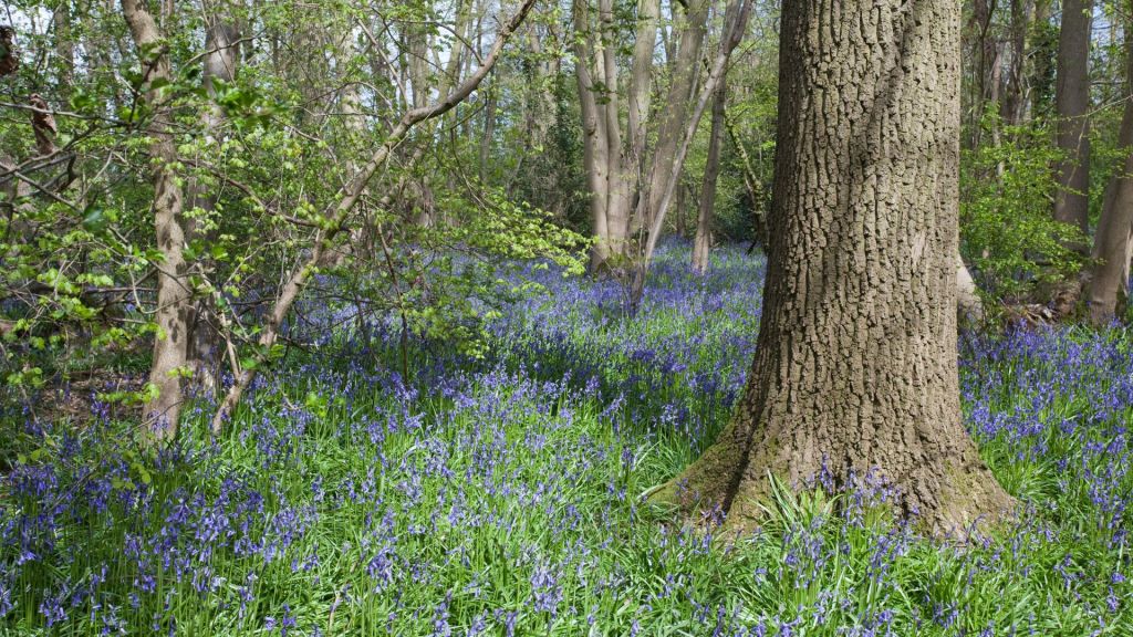 Bluebell flwoers around trees in a spring woodland