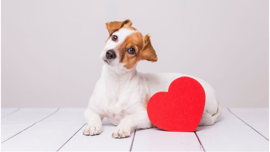 A jack russell terrier lies on a white slatted floor with its head cocked. There is a red heart leaning on it. Suggests love of a dog.